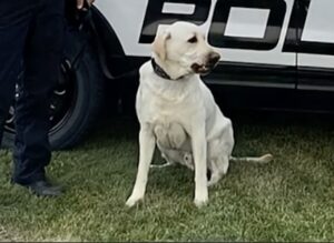 Pocatello Police Department honors the service of K9 Frank