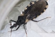 Detectaron vinchucas en el Alto Valle y Valle Medio de Río Negro y se activa el alerta por Chagas