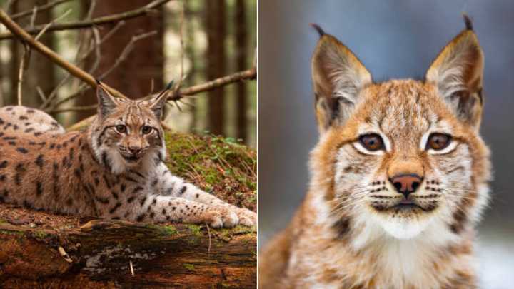 Quieren recuperar un tipo de lince que está extinto desde 1930 y reintroducirlo a un parque natural en España