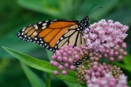 Trump administration delays decision on federal protections for monarch butterflies