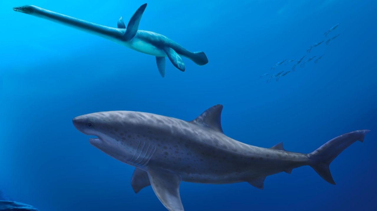 Before megalodon, researchers say a monstrous shark ruled ancient Australian seas