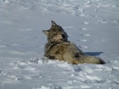 Conservation group to sue feds over lack of national wolf recovery plan