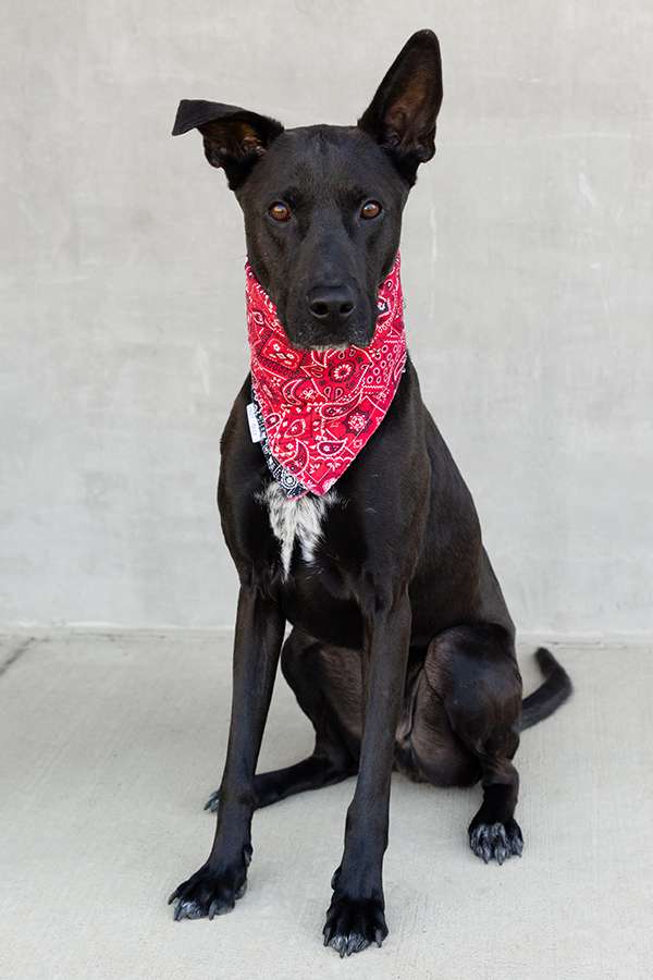 Longmont Humane Society Pet of the Week for Saturday, Dec. 13, 2025