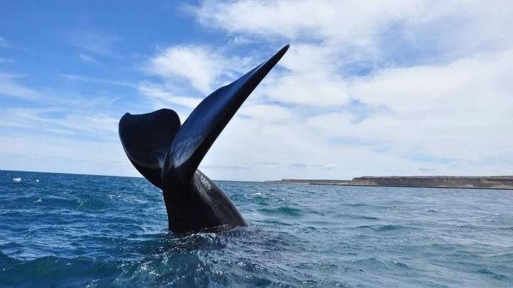 Península Valdés: cómo es la experiencia de avistaje de ballenas en Chubut y cuánto cuesta