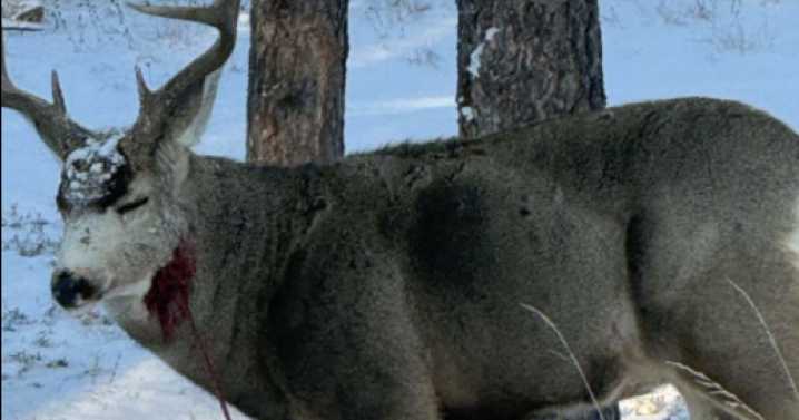 CPW aware of deer with arrow in its neck in Fox Fun Regional Park area