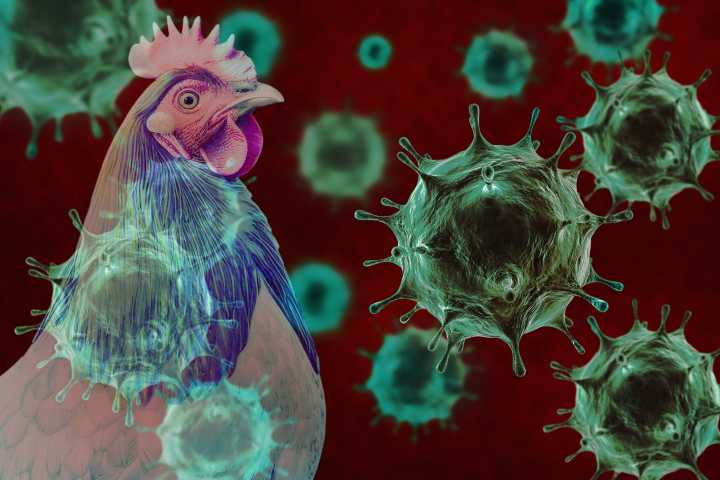 Bird Flu detected in dairy cattle in Dodge County