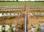 16 lakh Gujarat farmers adopt micro irrigation over 25 lakh hectares in two decades: Govt