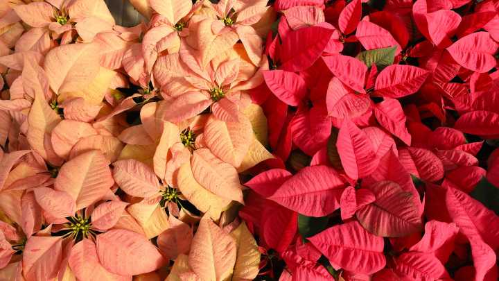 UF's annual Poinsettia Sale is Dec. 5 at greenhouses on campus