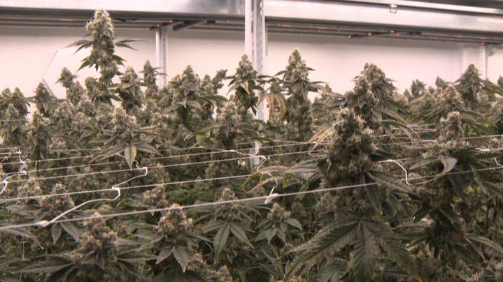 Virginia lawmakers prioritize legalizing recreational marijuana sales with a new framework