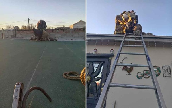 Asegura Protección Civil a perro extraviado en un techo