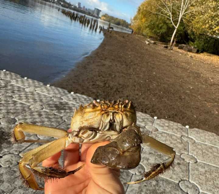 Tiny invasive crab causing big alarm for wildlife officials