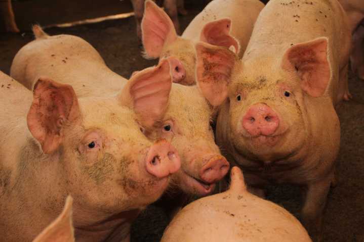 SAG suspende importaciones de productos porcinos desde España por brote de Peste Porcina Africana