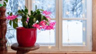 The Truth About How The Christmas Cactus Got Its Name