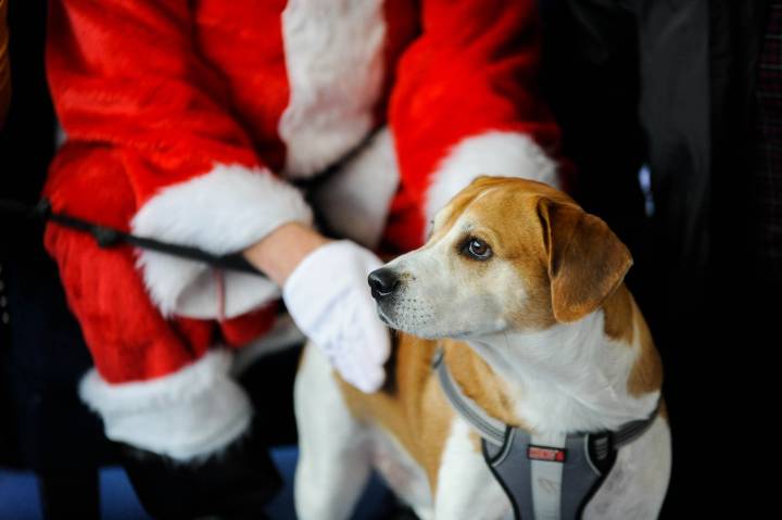 Grand Rapids veterinary service to host pet-friendly Santa meet and greet