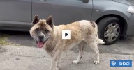 Hombre resulta con graves fracturas tras ser mordido por perro Akita en San Pedro de la Paz
