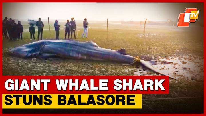 Giant Whale Shark Carcass Found On Balasore Beach