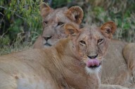 Saving Lions: The Pride of Kenya