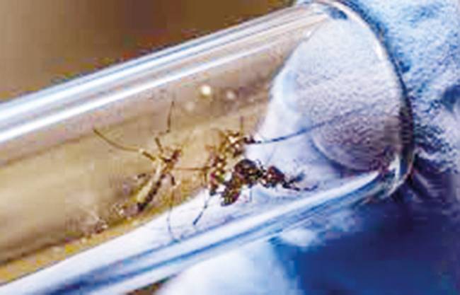 A la baja positivos de dengue