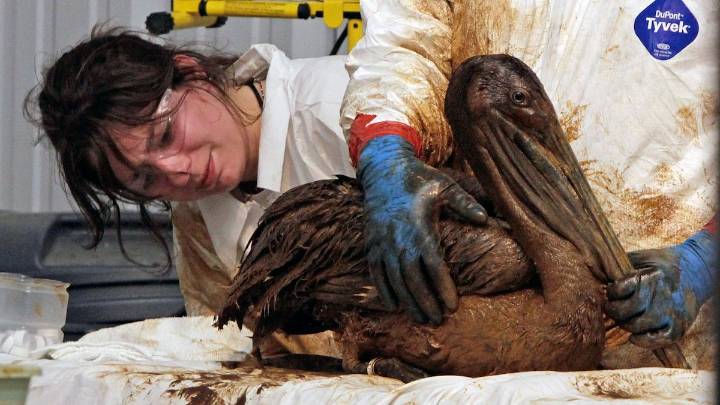 As Florida offshore drilling looms, birds less protected from spills under Trump