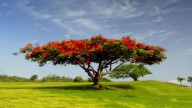 El árbol de flores intensas que dará vida a tu jardín con su perfume fresco