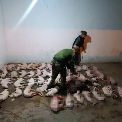 ¿Eran para Navidad? Secuestraron chanchos y cabritos que eran llevados en un colectivo