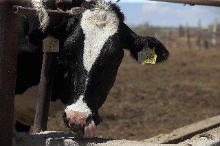 Sader activa plan de emergencia contra Gusano barrenador