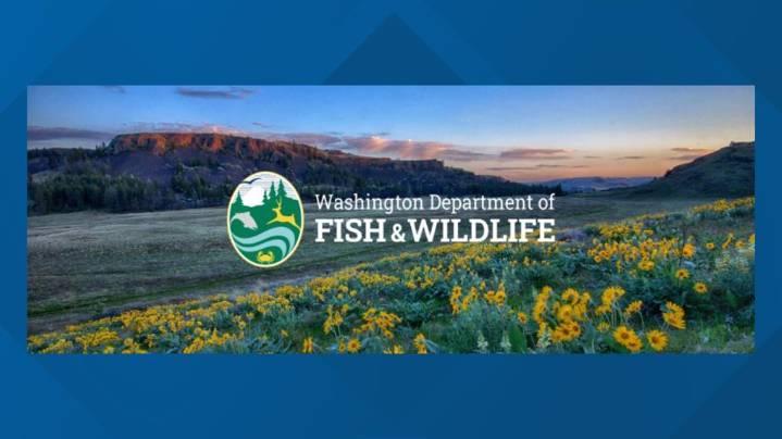 Washington's 'MyWDFW' app available for digital hunting, fishing licenses in 2026