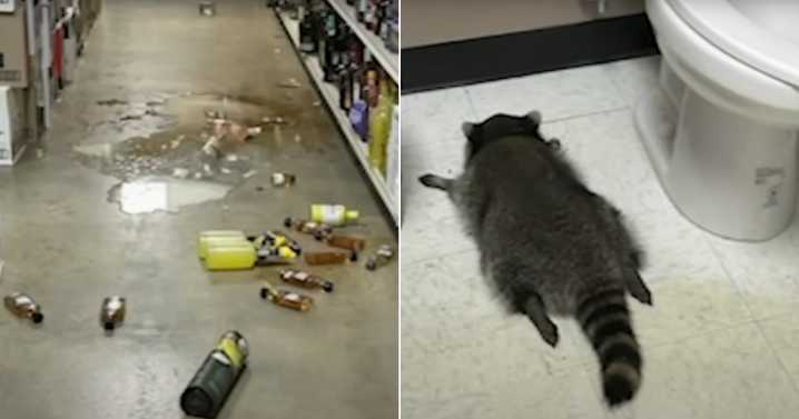 Drunk Raccoon Found Passed Out On Liquor Store Floor After Breaking In