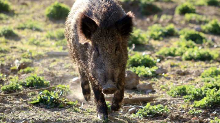 El Gobierno crea un comité científico de asesoramiento sobre la peste porcina africana