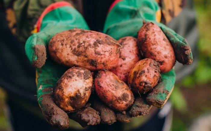 Comunidades aledañas a Xalapa solicitan a productores de papa frenar los plaguicidas