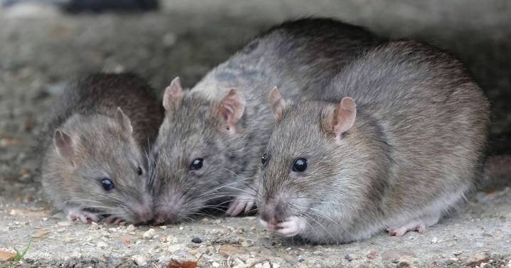Rats can enter your home in December so you need to know how to keep them out