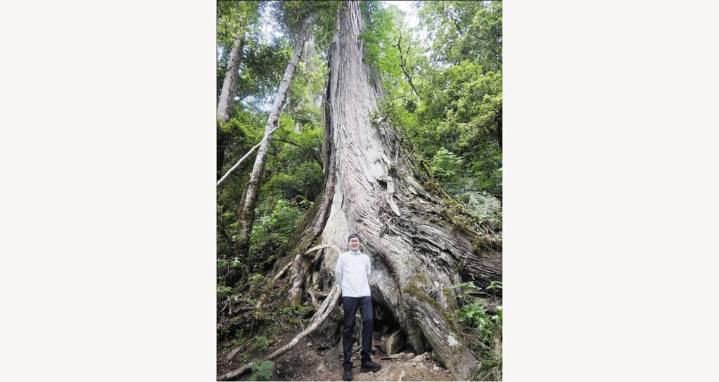 Registro ecológico para los 142 600 millones de árboles de China (+Foto)