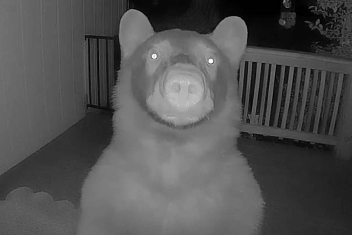 Homeowner Discovers Late-Night Ding-Dong Ditcher Is a Large Bear