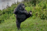Gorilla Dancing in a Forest Wins Comedy Wildlife Photo Awards 2025