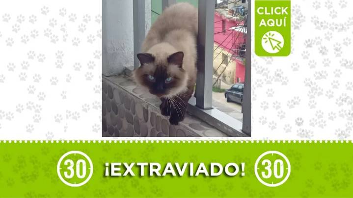 El hermoso Perseo se perdió en Manrique La Salle: si lo encontró devuélvalo, el gatico tiene familia