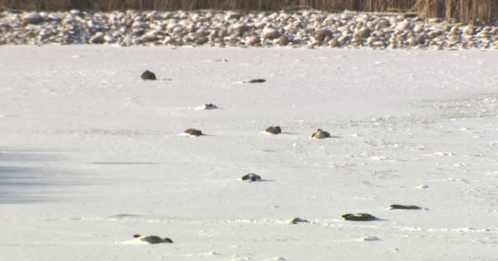 Dead geese in Niverville, Manitoba tied to avian flu