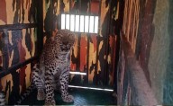 Forest officials capture leopard roaming near near fields in Kadu...