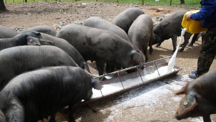 Andalucía se blinda para reducir el impacto de la peste porcina: hay 300 millones en exportaciones en riesgo