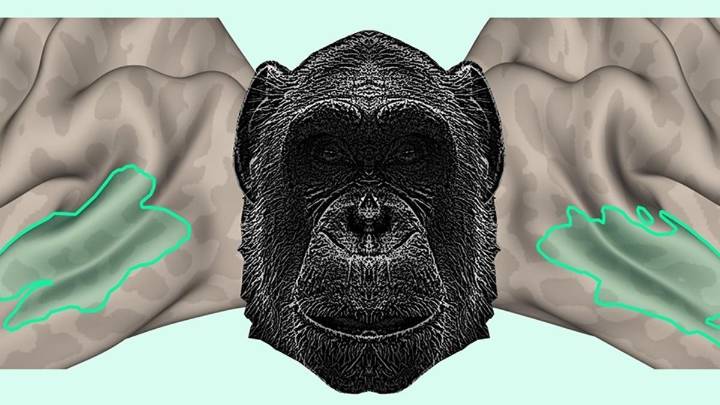 El cerebro humano reconoce las voces de los chimpancés: un eco de millones de años de evolución