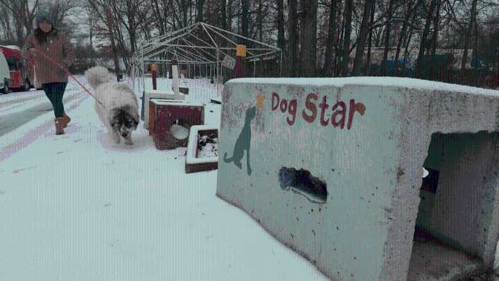 Help dogs, families and patients: CT nonprofits mark Giving Tuesday