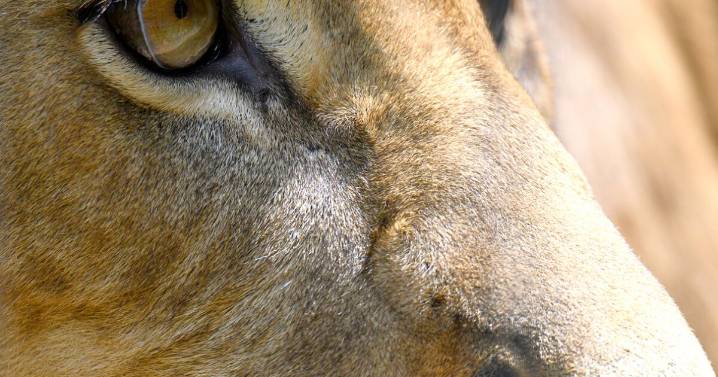Una leona mata a un joven tras irrumpir en un zoológico de Brasil, el animal no será sacrificado