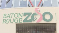 Judge dismisses lawsuit over exotic pigeon biting child at Baton Rouge Zoo