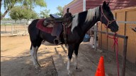 Horse euthanized after being hit by vehicle