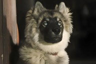 Para ver en Navidad: la película de un perro basada en hechos reales que está en el top 10 de Netflix