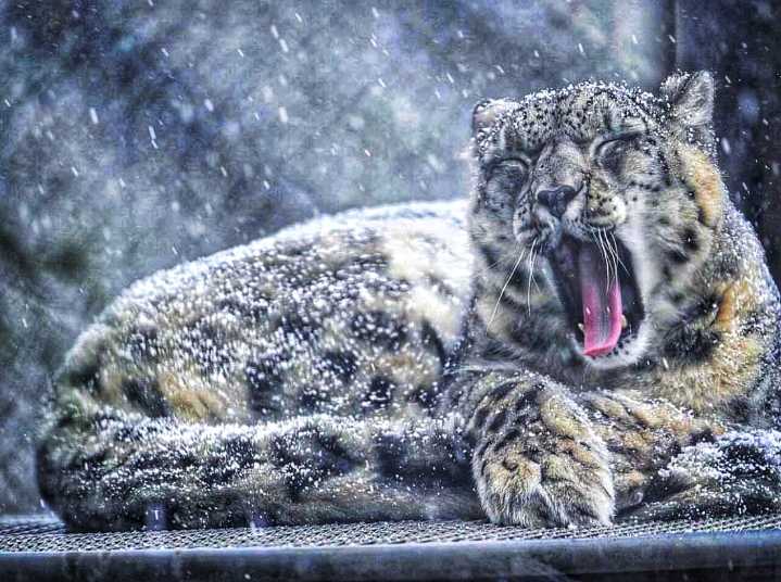 First Snow Leopard Census: Ladakh Leads With 477 Big Cats, Jammu Kashmir Records 9