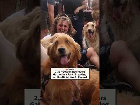 2,397 Golden Retrievers Gather in a Park, Breaking an Unofficial World Record