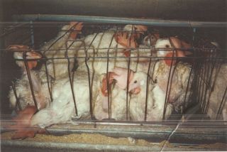 How Chronic Pain Became My Motivation for Good