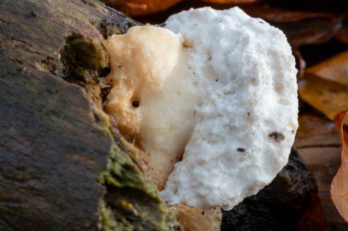 Fungus near Chernobyl may be feeding on radiation