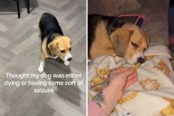 Owner Rushes ‘Dying’ Dog to $600 Vet Appointment