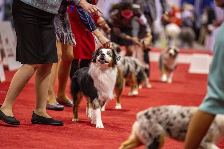 AKC National Championship brings thousands of dogs to Orlando